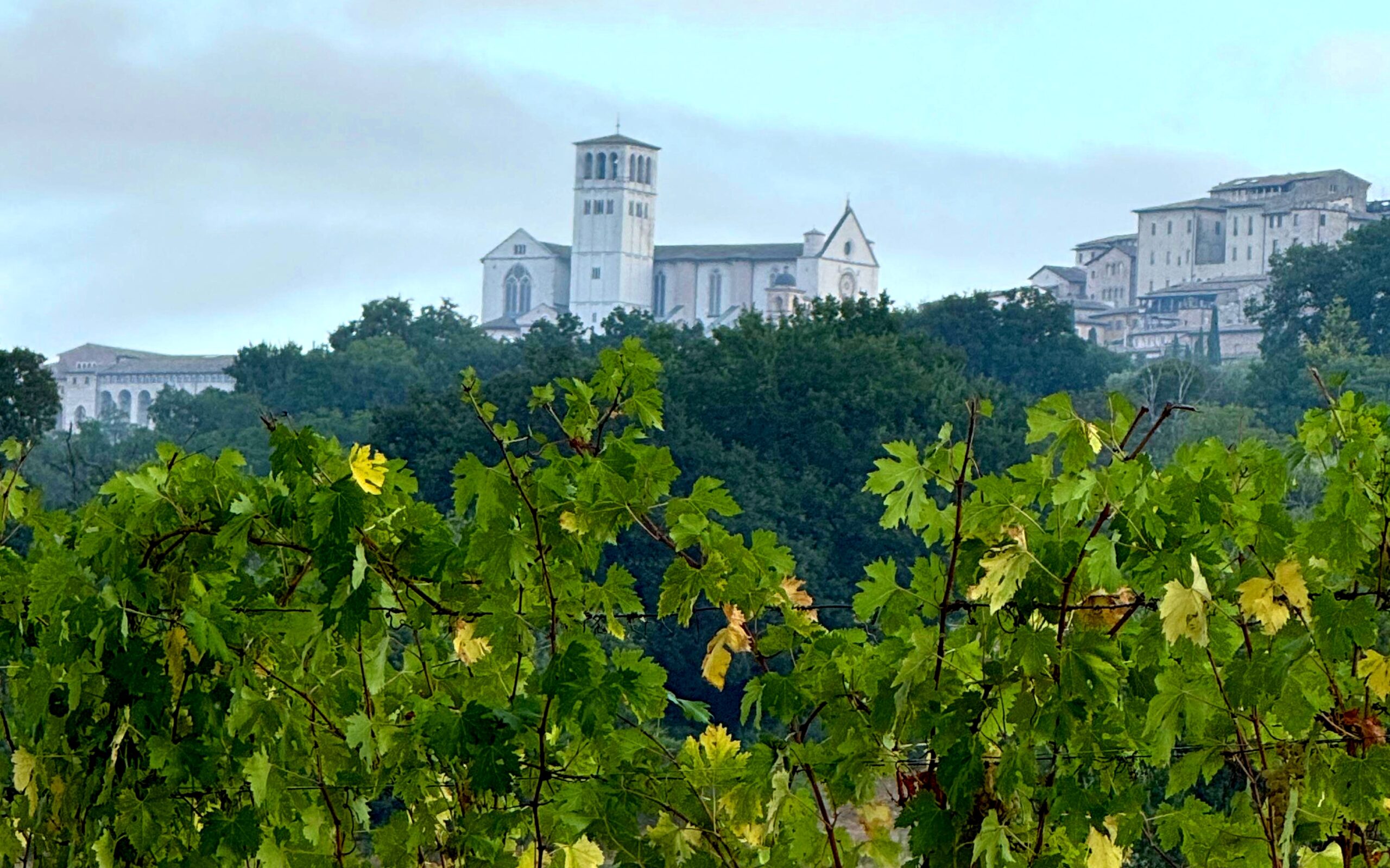 Transfer ida e volta de Roma a Assis com degustação de vinho na Úmbria